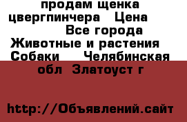 продам щенка цвергпинчера › Цена ­ 15 000 - Все города Животные и растения » Собаки   . Челябинская обл.,Златоуст г.